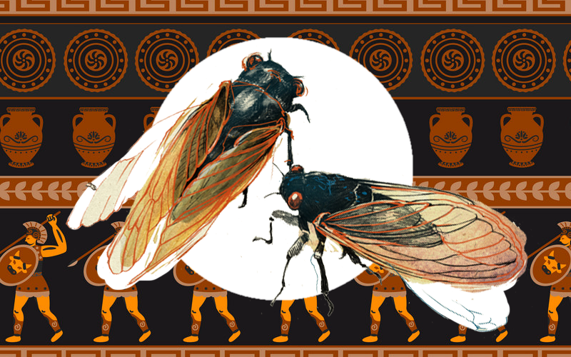 Треск и блеск: почему Античность была в восторге от цикад и что всё это значит